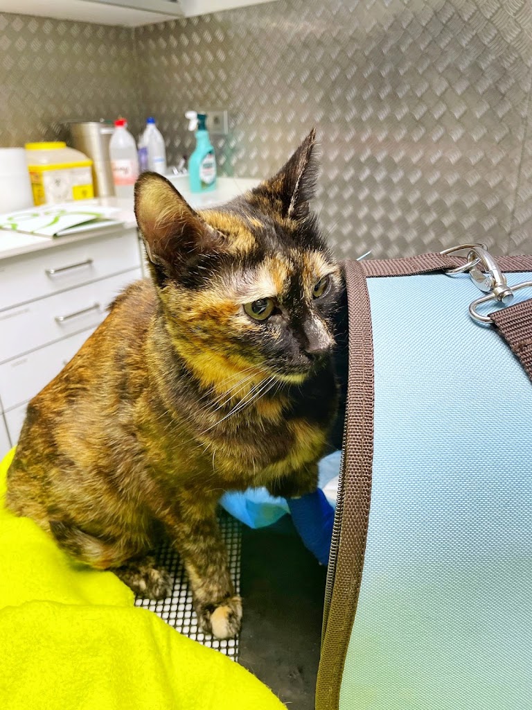 Vetland - Especialidades Veterinarias — Del propietario