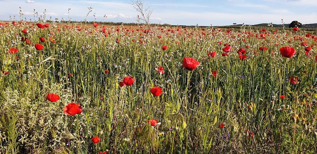 Campos de Valdepenas