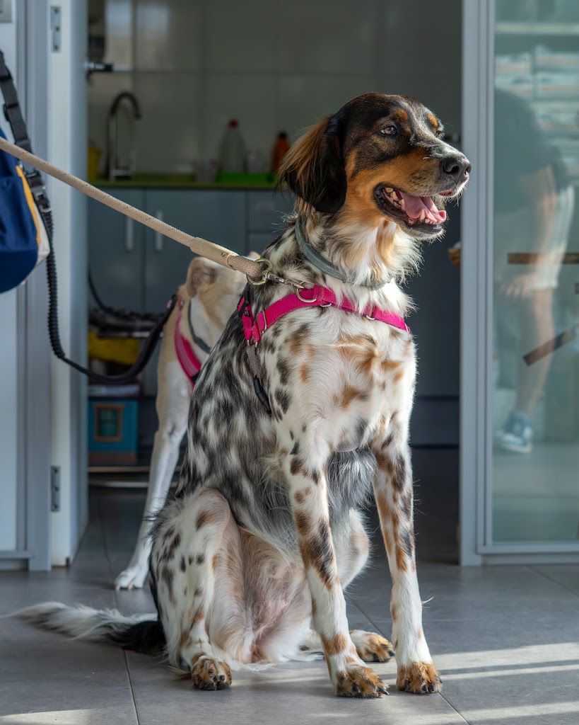 ASSISVET | Clinica Veterinaria en Castellon