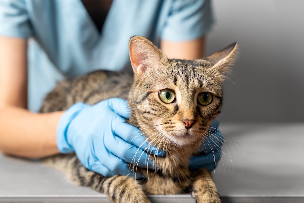 Anade Centro Veterinario — Gato
