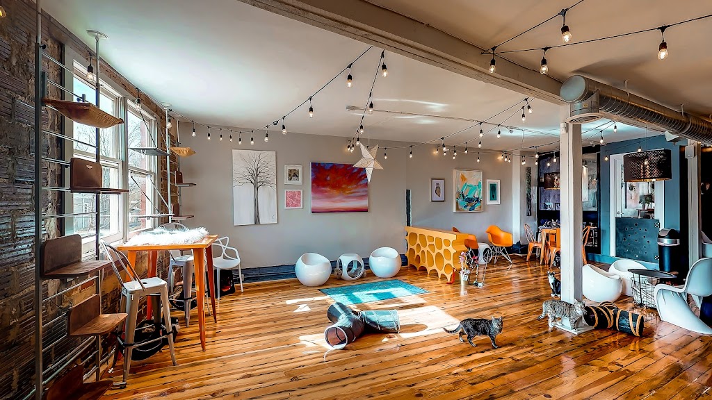 Photo of Mac Tabby Cat Cafe - Charlotte