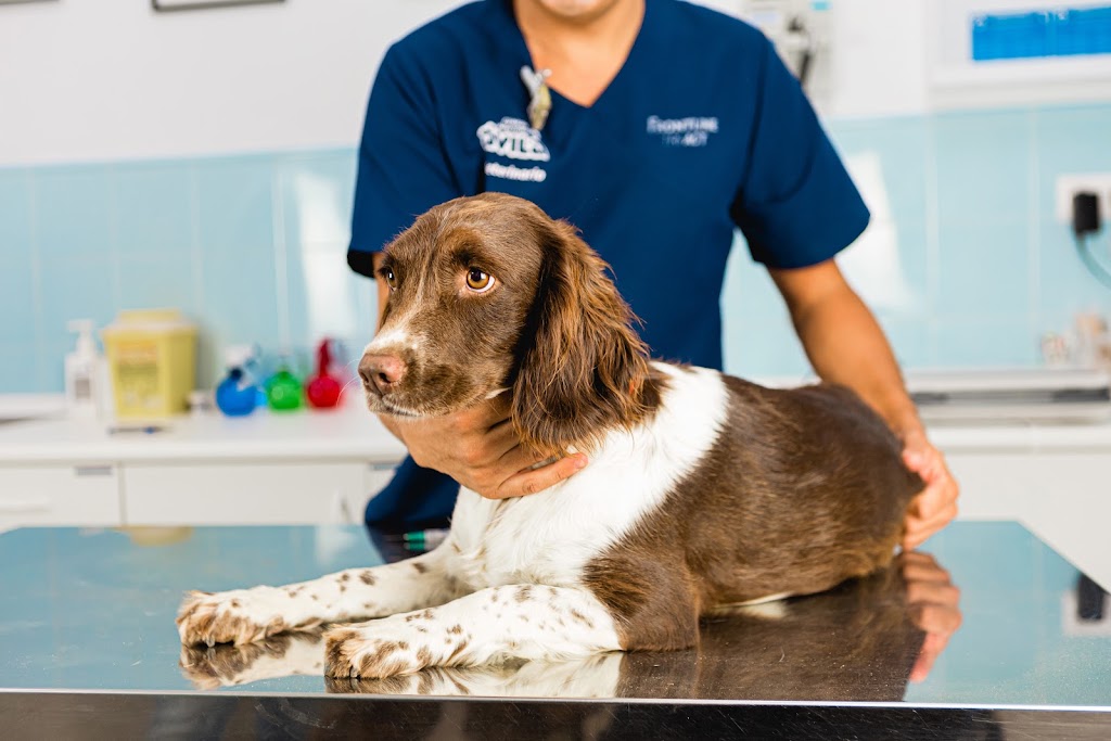 Clinica Veterinaria Avila Chiclana — Del propietario