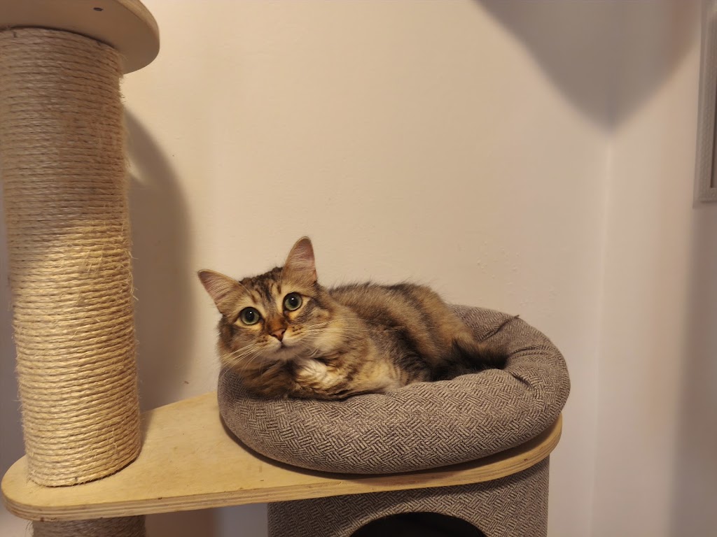 Guarderia Miau