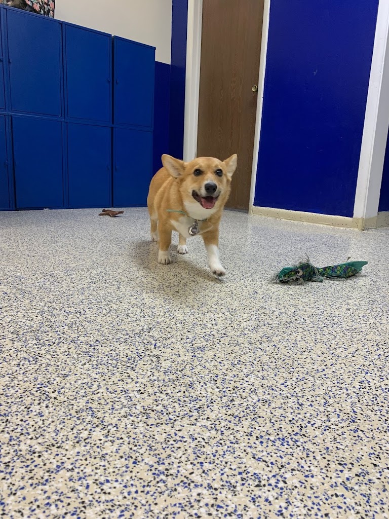 Dog day care center in Orem