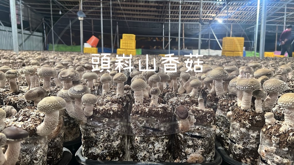 新社頭嵙山香菇 的照片