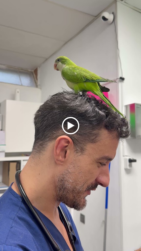 Clinica Veterinaria Wildvet — Del propietario