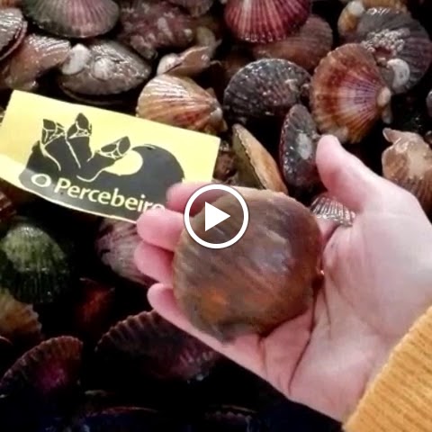 La Barra d'en Regue — Videos