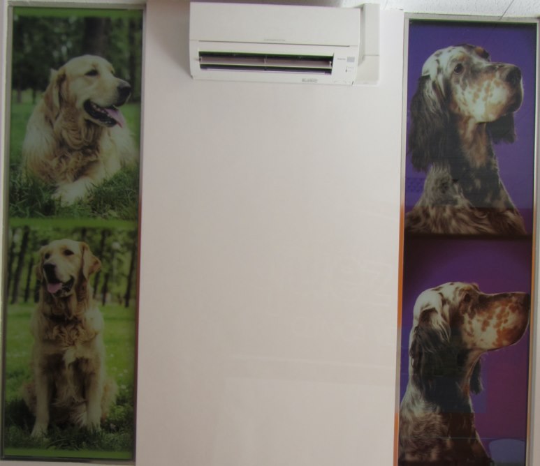 Blazquez Clinica Veterinaria — Perro