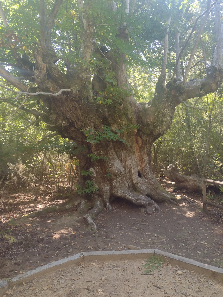 Sendero de los Castanos Centenarios