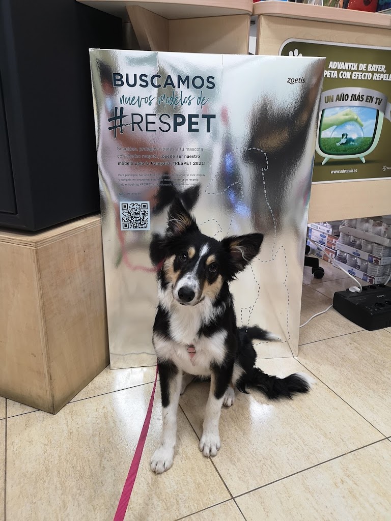 Medivet Puerto del Rosario — Perro