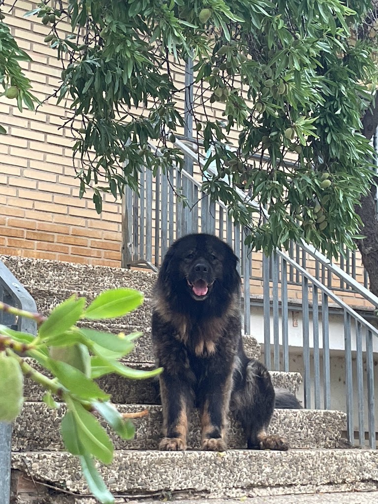 Clinica Veterinaria Peludines — Perro
