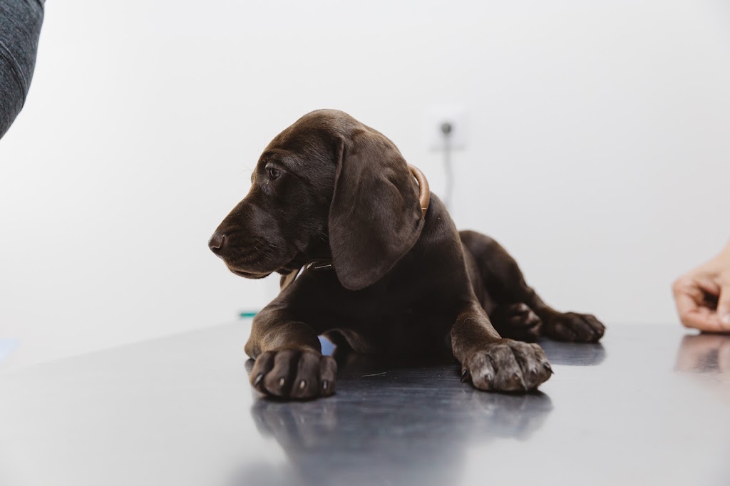 Clinica Veterinaria Tarifa Europa — Del propietario