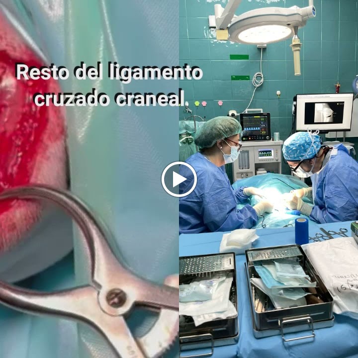 Clinica Veterinaria Don Can — Videos
