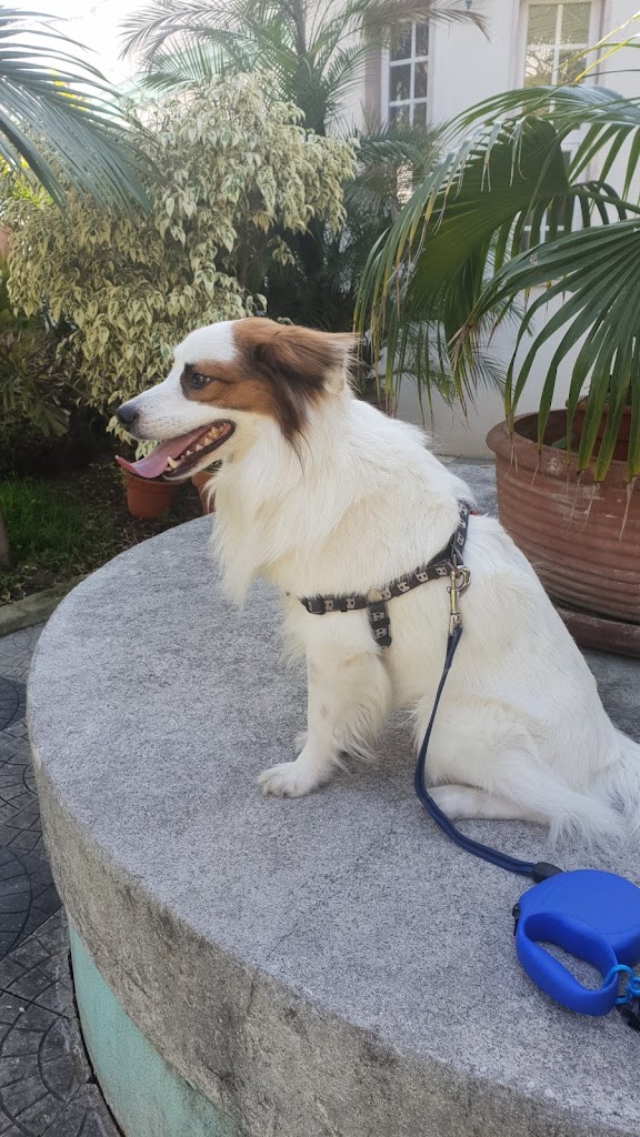 Perro