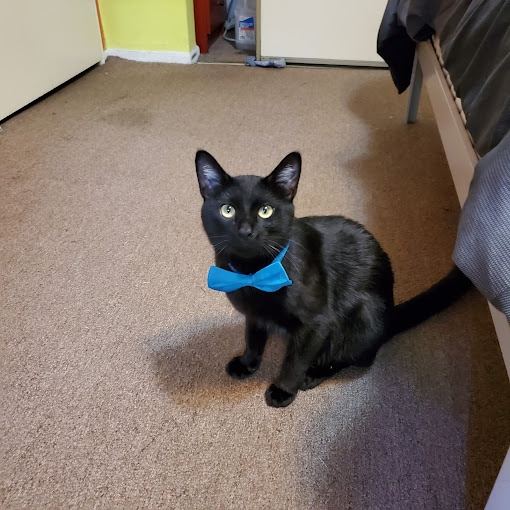 Gato