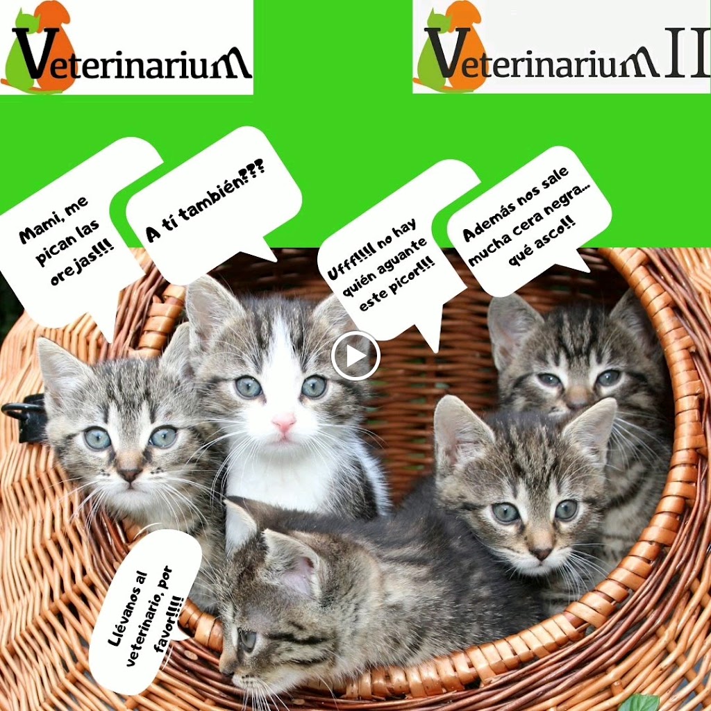 CLINICA VETERINARIUM II — Gato