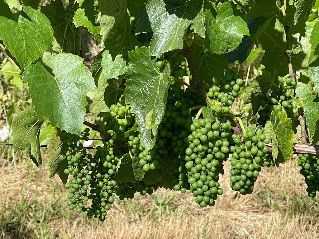Vineyard
