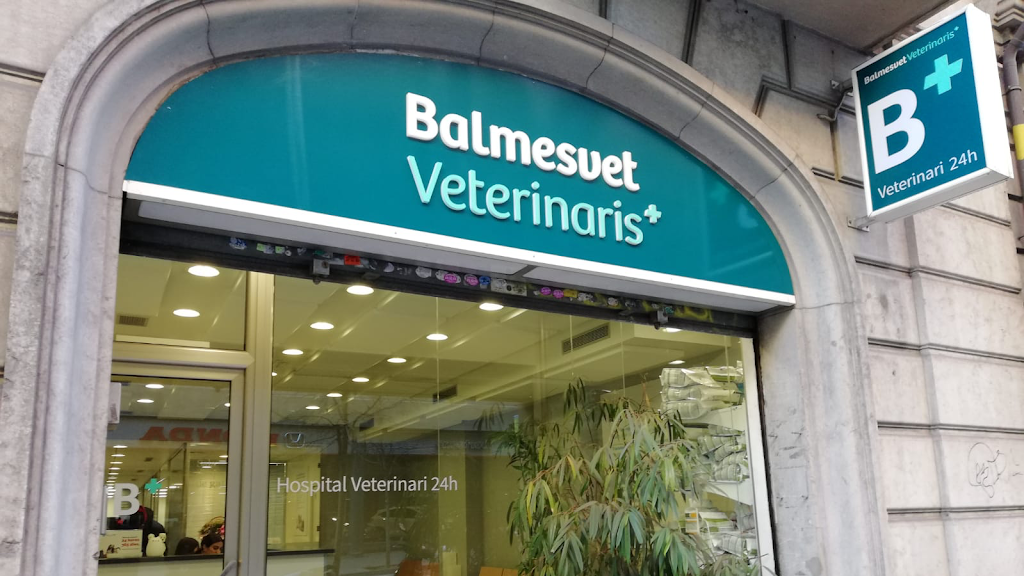 Balmesvet Veterinaris Hospital 24 H.