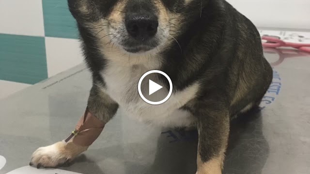 Estenova Clinica veterinaria — Videos