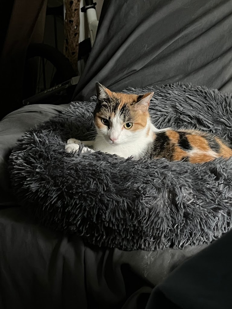 Gato