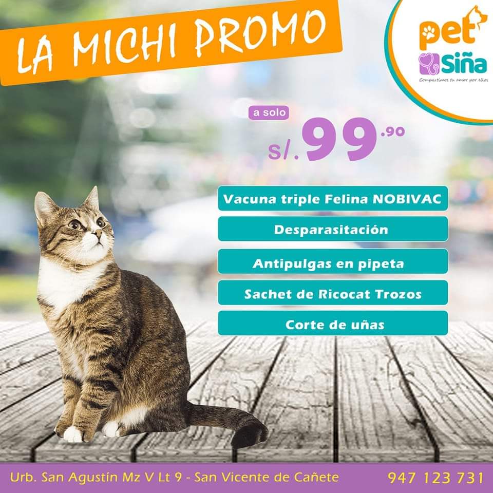 Gato