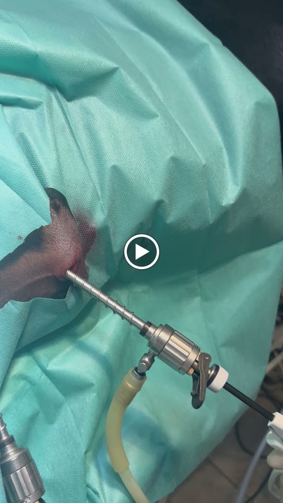 Centro Veterinario Alhama — Mas recientes