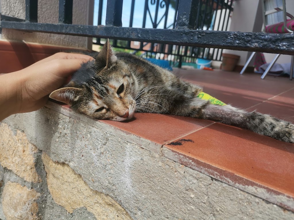 Albeitar Clinica Veterinaria — Gato