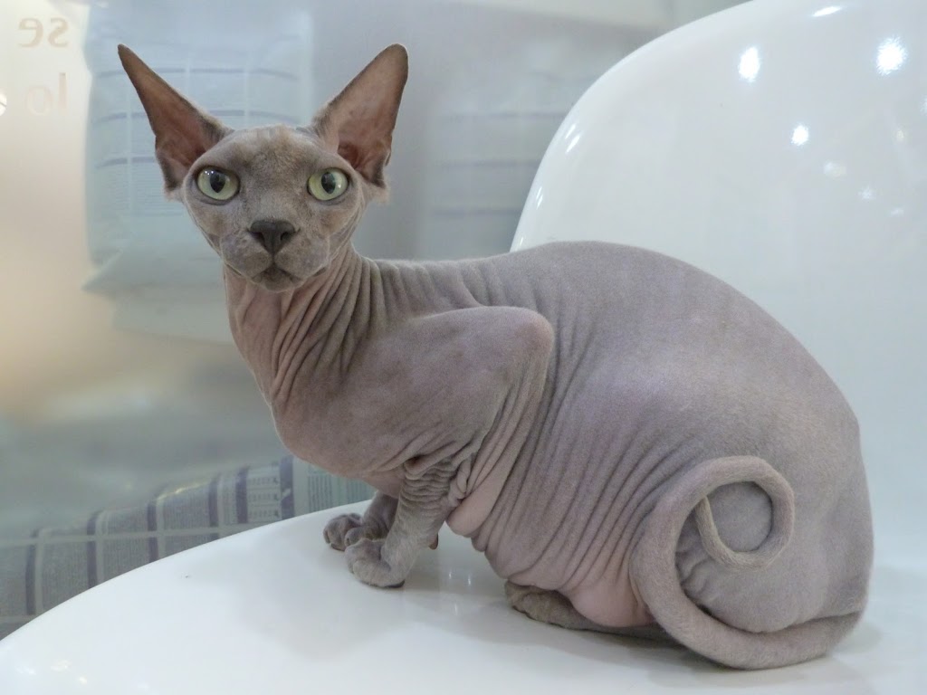 Dermatologia veterinaria Madrid — Gato