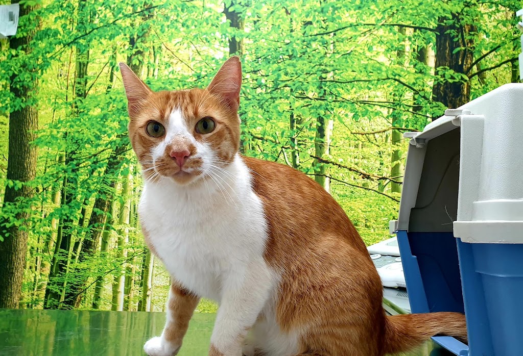 Medivet Mirasol — Gato