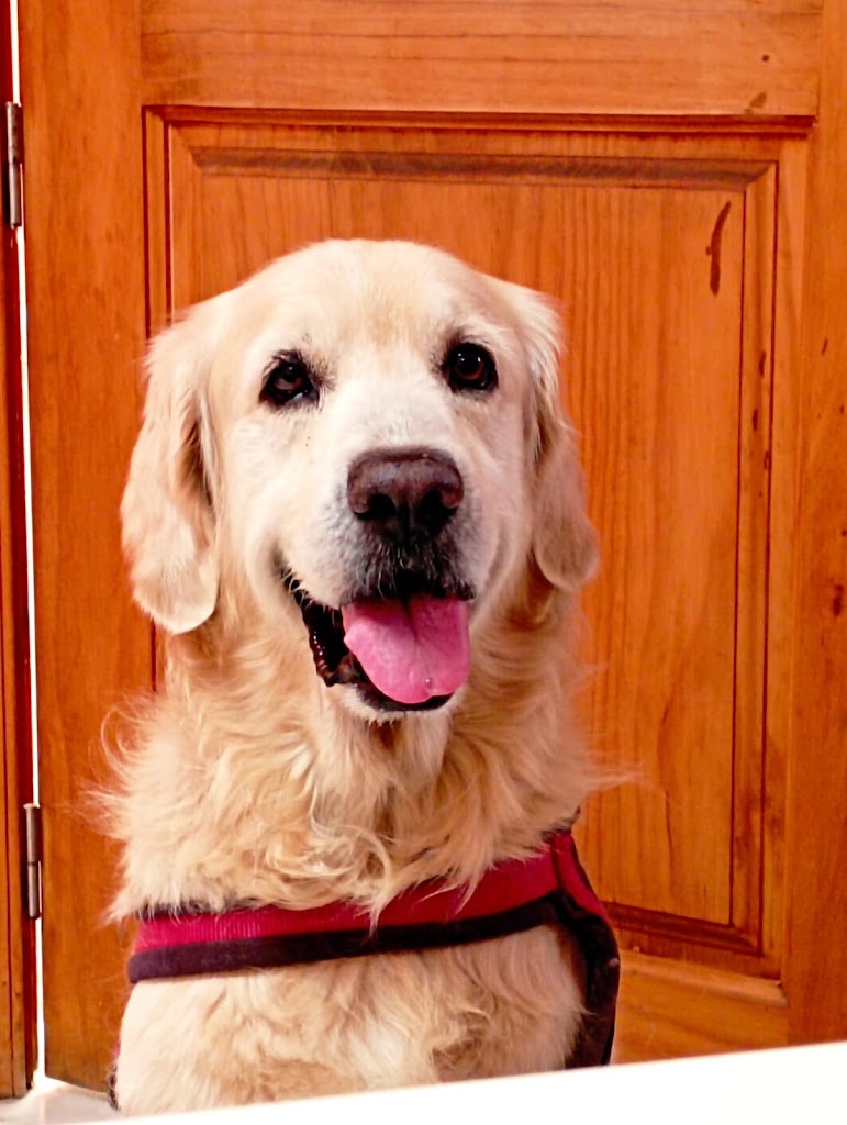 Clinica Veterinaria Maspalomas — Perro