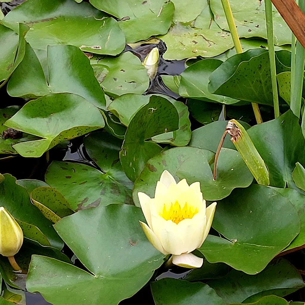 Estany de Les Tortugues