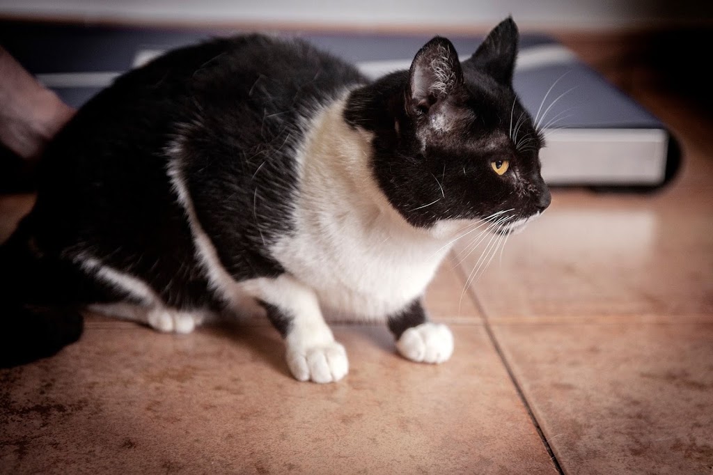 Catrogatos — Del propietario