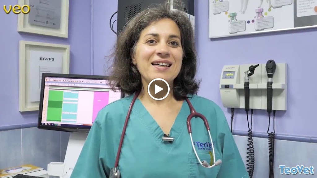 Clinica Veterinaria Teovet — Del propietario