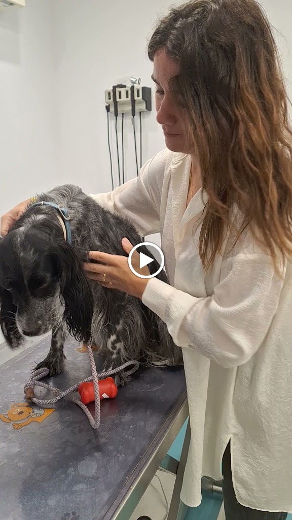 Clinica Veterinaria Dr. Palmer — Videos