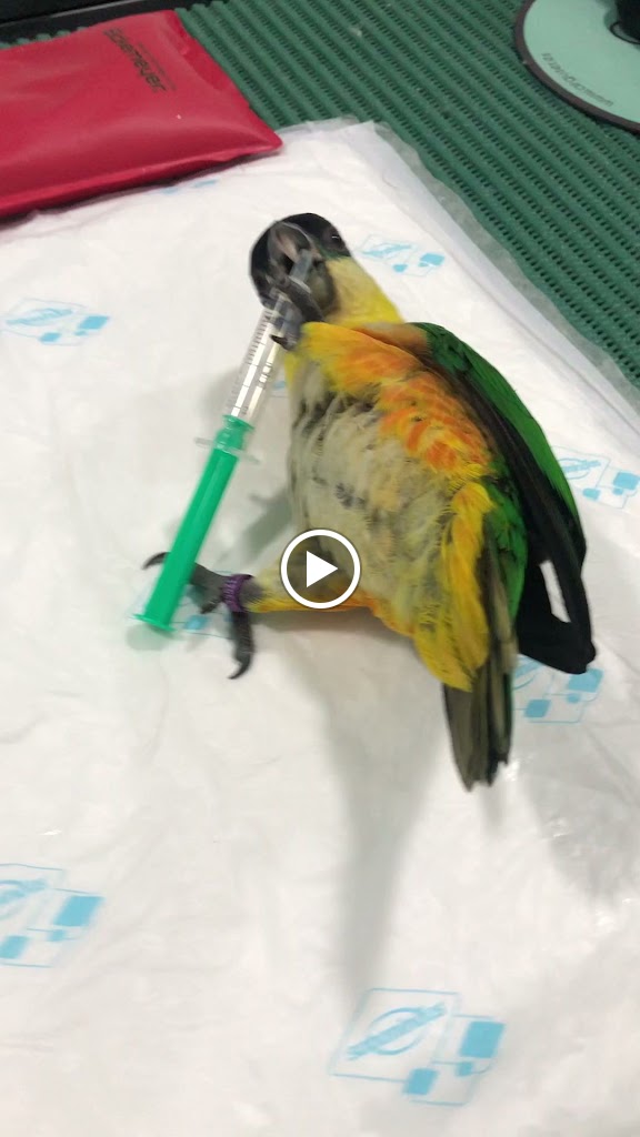 Clinica Veterinaria VetExotics — Del propietario