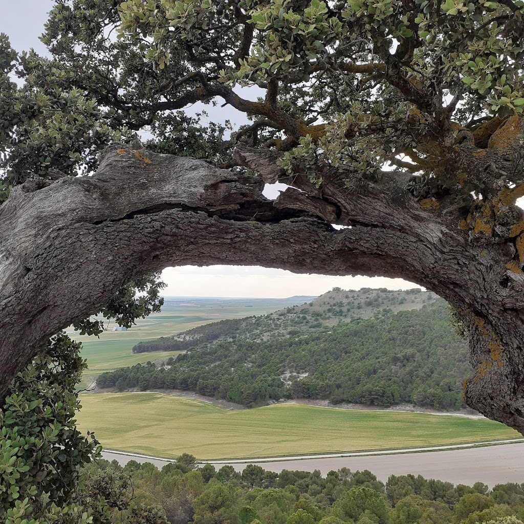 La Encina de Villabanez