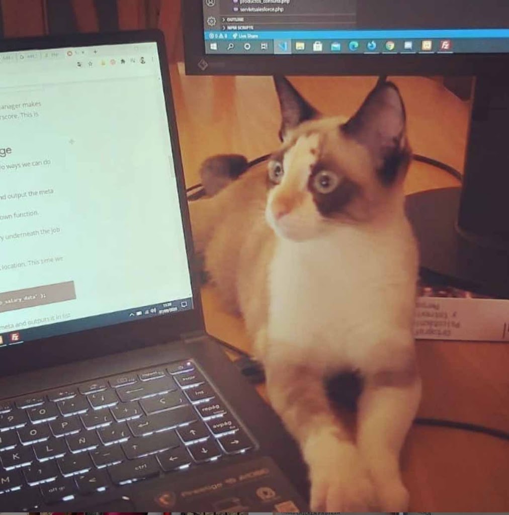 Clinica Veterinaria Elda Vicente Burgos — Gato