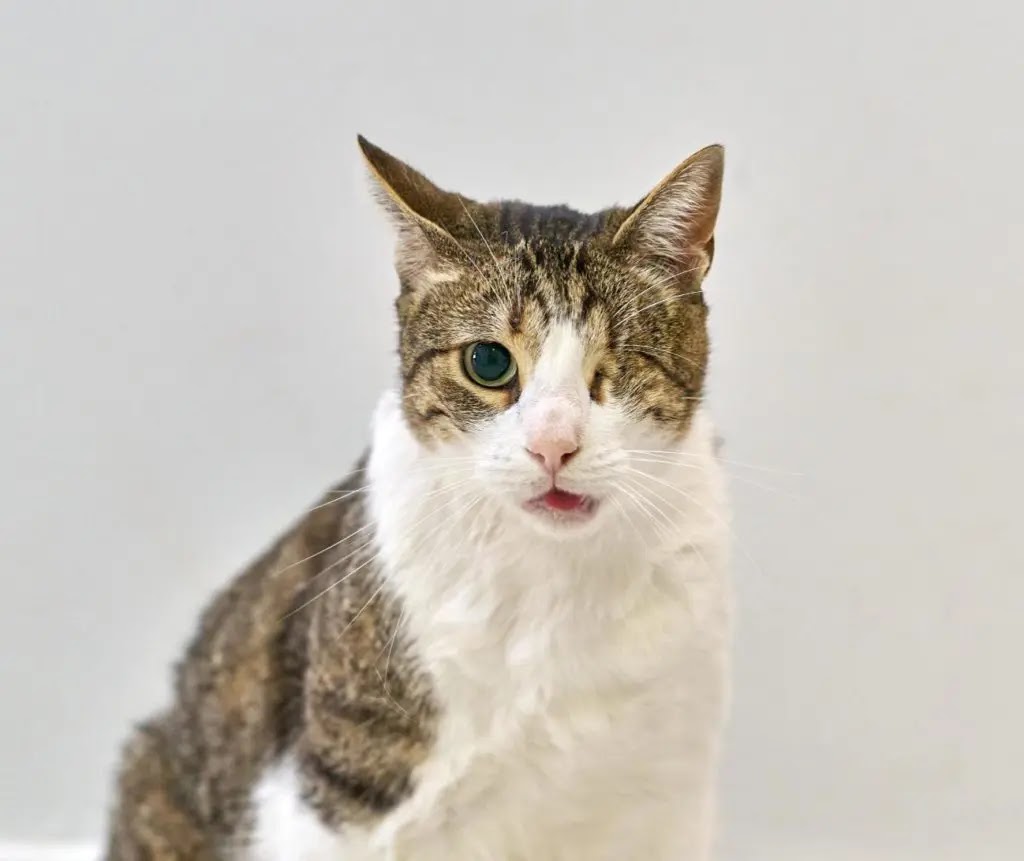 Clinica Veterinaria +COTAS Cuellar — Del propietario
