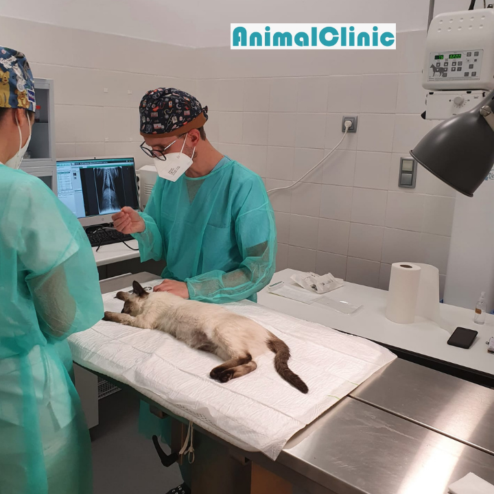 AnimalClinic Veterinario — Del propietario