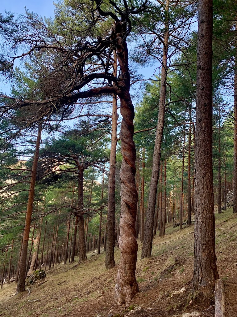 Senda del pinar de Velilla
