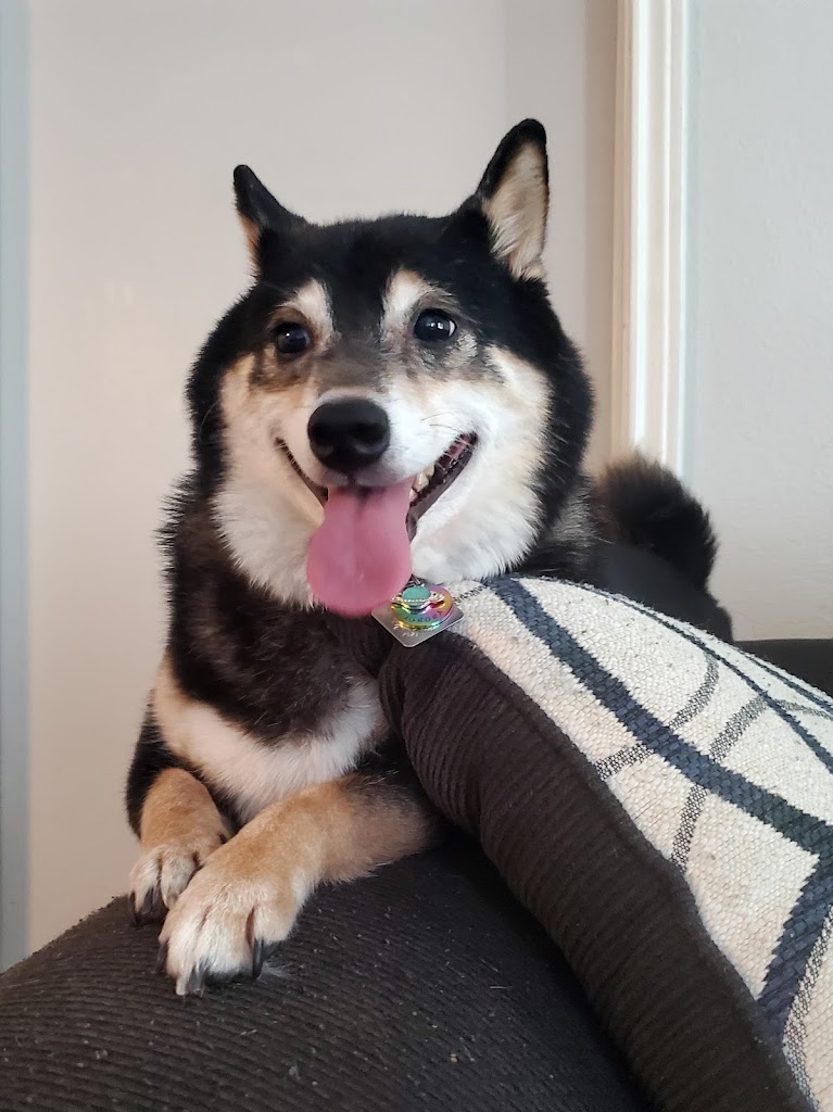 Perro