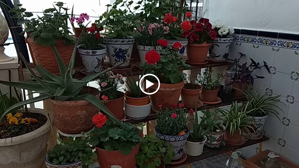 Restaurante Avenida — Videos