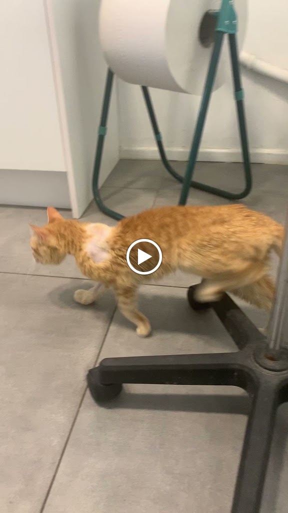 Maricel veterinaris — Videos