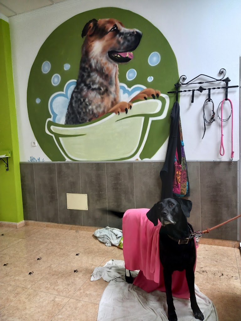 Autolavado de mascotas ardo
