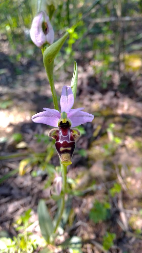 Senda de las orquideas