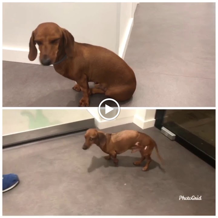 Hospital Veterinari del Penedes - Vilafranca del Penedes — Videos