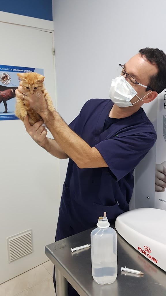 Gato