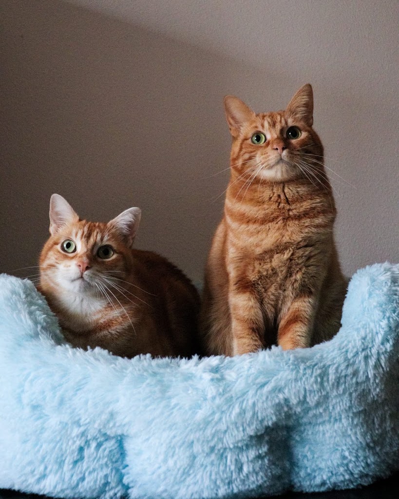 Centro Veterinario VetCangas — Gato