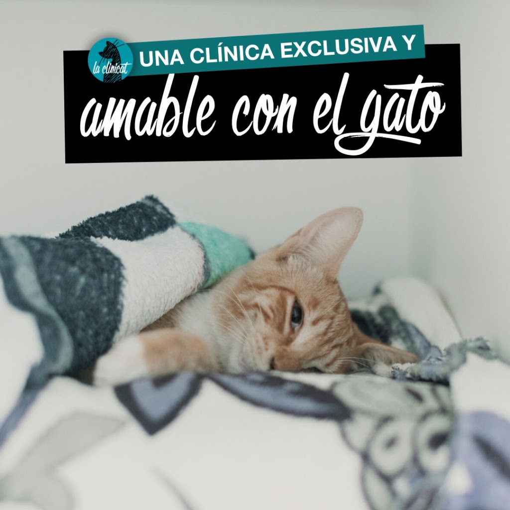La Clinicat — Gato