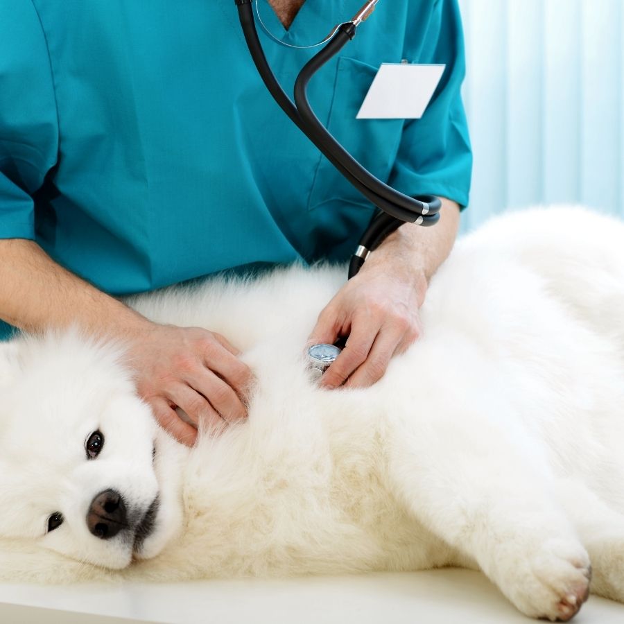 Clinica Veterinaria Gatika - Veterinario Hospitalet